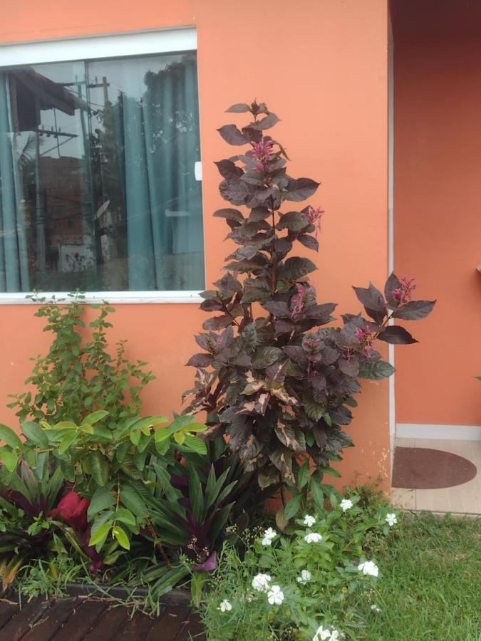 Flor De Laranjeira São Pedro da Aldeia